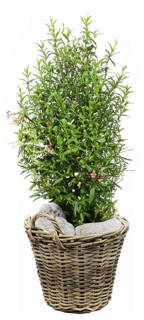 Pflanzen-/blumenkorb mit Griffen - Rattan geflochten -D30 x Produktbild 