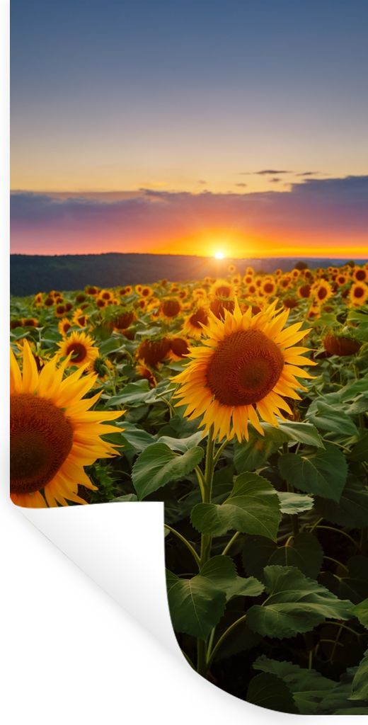 MuchoWow Wandtattoo Wandsticker Wandaufkleber Blumen - Nacht - Sonnenuntergang - Sonnenblume - Horizont 60x120 cm Selbstklebend und Repositionier...