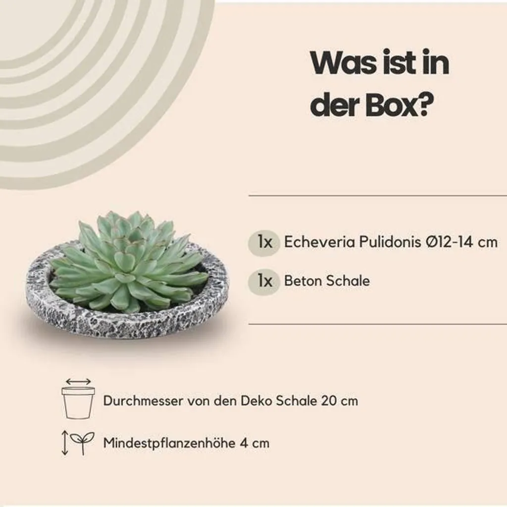 Echeveria pulidonis Ø20 cm : grande rosette décorative aux bords rouges - 4