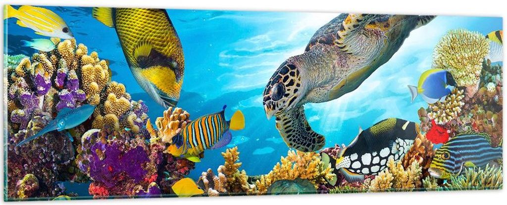 Bilder auf glas - Riff Koralle Fisch - 90x30cm - Glasbilder - Wandbilder - Kunstdruck - zum Aufhängen bereit - Wanddekoration aus Glas - Glas Bild...