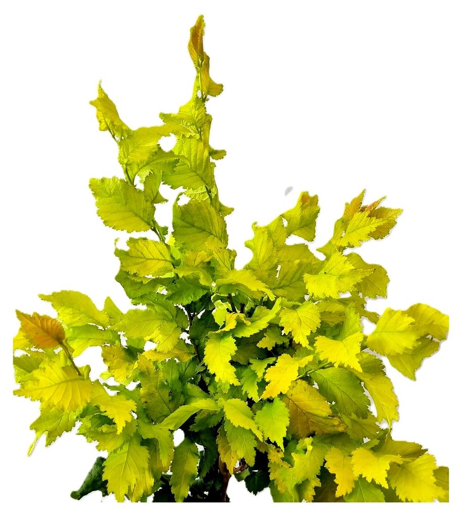 Goldulme 'Ulmus hollandica Wredei' 100-125 cm winterhart Freilandaufzucht