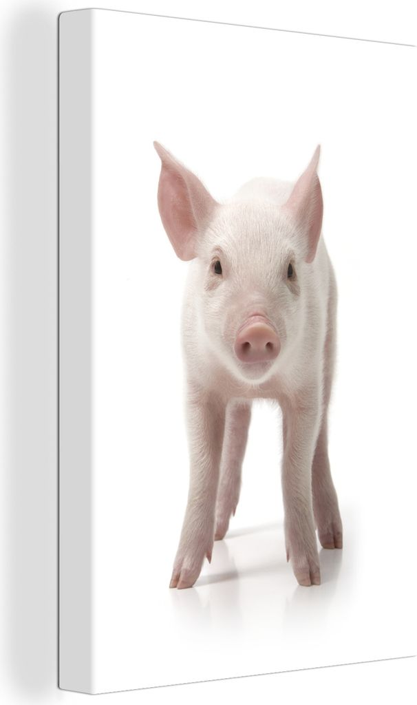 OneMillionCanvasses - Leinwandbilder - 90x140 cm, Schwein - Tiere - Weiß, Wandbilder Kunstdruck Wanddekoration - Wandschmucke - Schlafzimmer