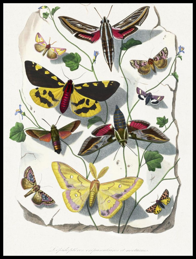 Plakat 60x80cm Schmetterlinge und Motten 2, Paul Gervais Vintage für das Wohnzimmer