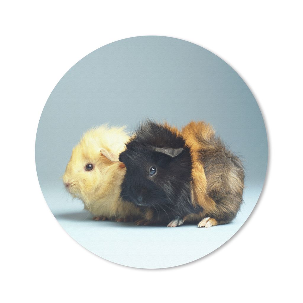MuchoWow Mauspad Mousepad Zwei kleine Meerschweinchen 20x20 cm - Mousepads - Maus Mat - Pad - Mausunterlage - Schreibtischmatte