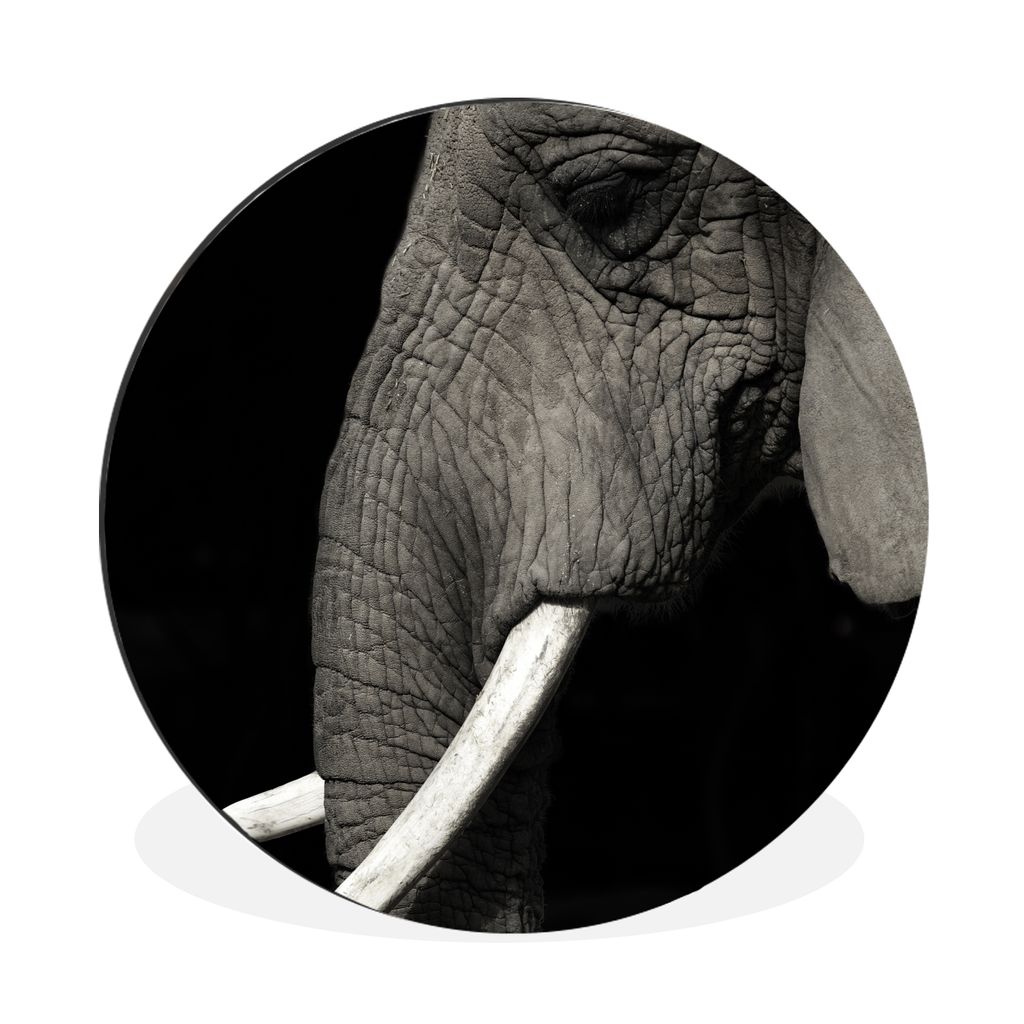 MuchoWow Aluminium Wandkreis Elefant - Tier - Stoßzahn Ø 30 cm Wanddeko Modern Wohnzimmer - Wand Bild - Wohnzimmer - Runde Bilder - Alubilder -...