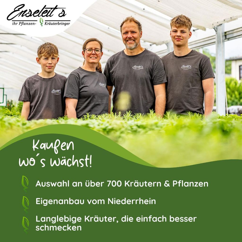 Enseleits Veredelte Schlangengurke, Gurkenpflanze auf Kürbis veredelt Normale Fruchtgröße!