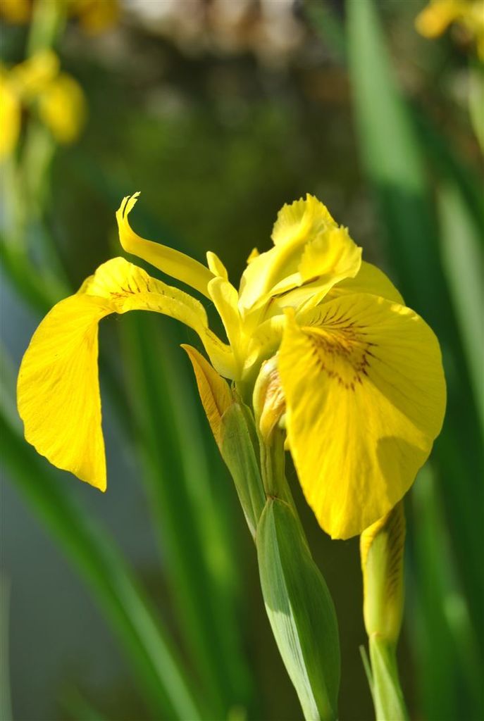 Iris pseudacorus 'Berlin Tiger', Sumpfschwertlilie, gelb-braun, ca. 11x11 cm Topf