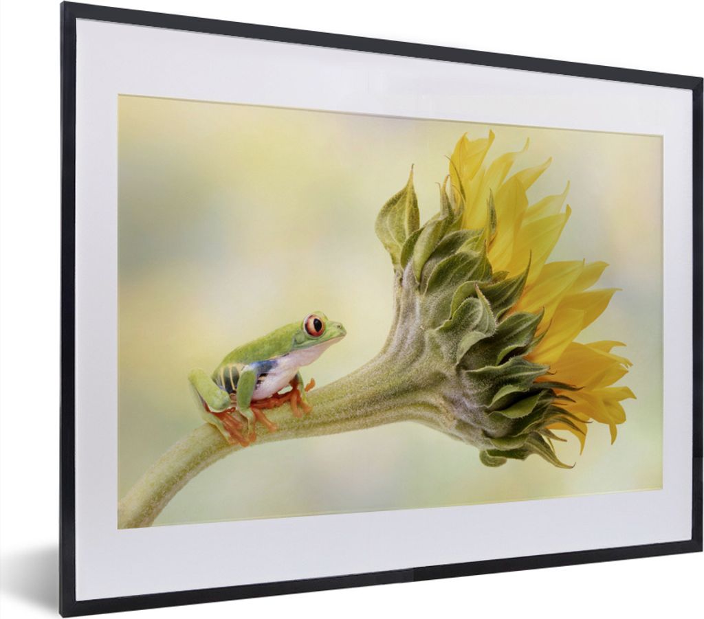 MuchoWow MuchoWow Gerahmtes Poster Sonnenblume - Tier - Frosch 40x30 cm - Poster mit zchwarzem Bilderrahmen - Bilderrahmen - Poster im Rahmen