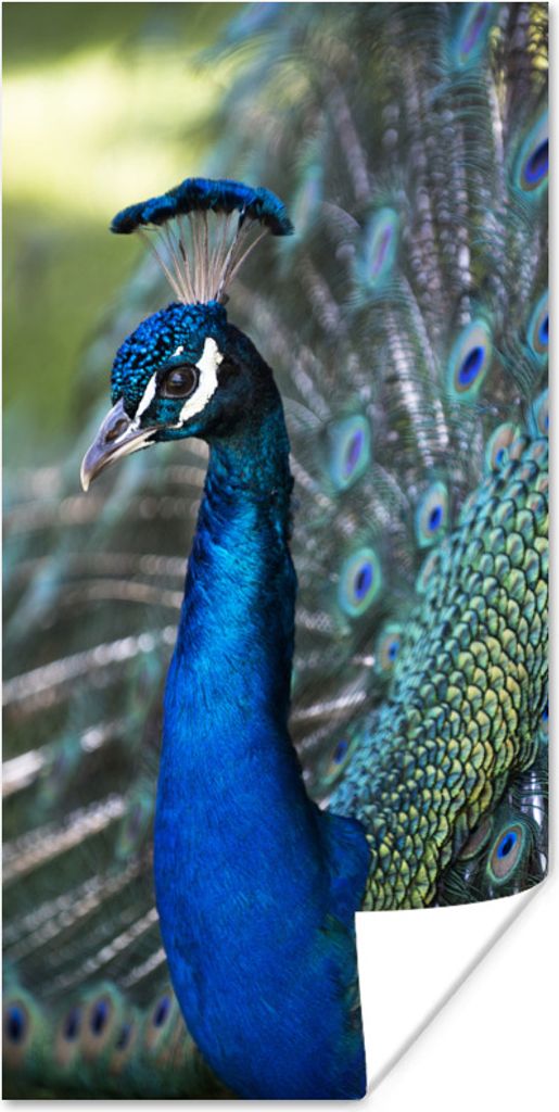 MuchoWow Poster Pfau - Vögel - Blau 60x120 cm - Wandschmuck