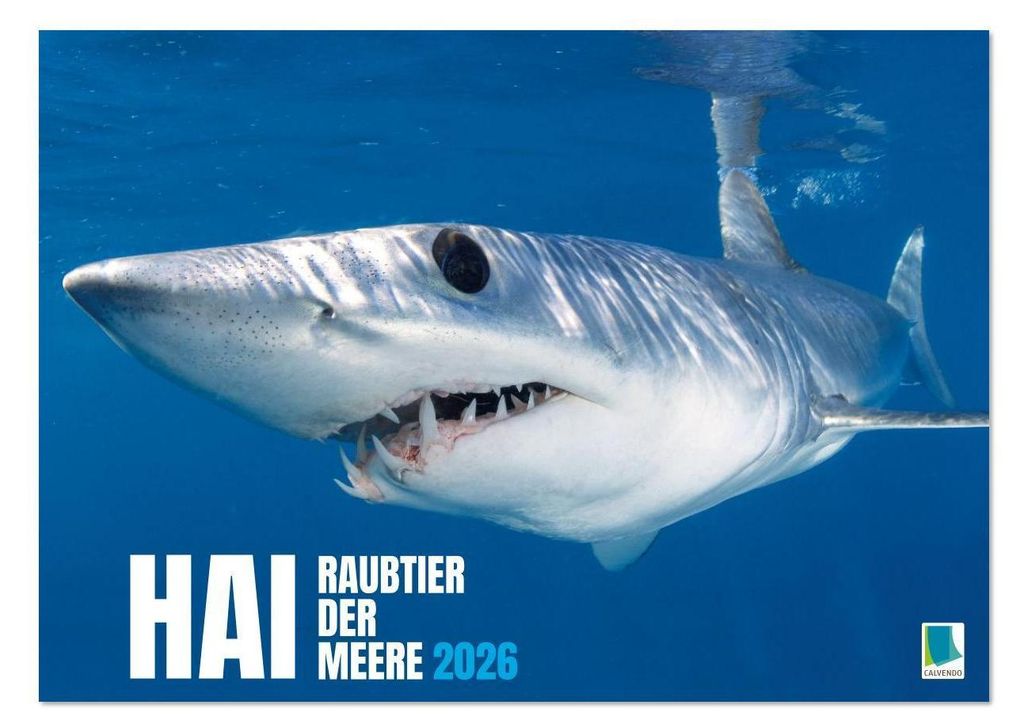 Hai: Raubtier der Meere (Wandkalender 2026 DIN A3 quer), CALVENDO Monatskalender