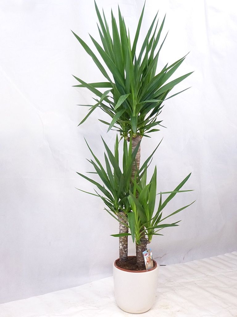 [Palmenlager] XL Yucca ele. 140 cm - 3er Tuff - Topf 24 cm Produktbild 
