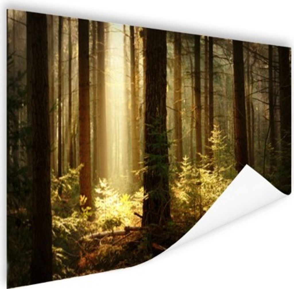 MuchoWow Poster Wald - Bäume - Sonne 180x120 cm - Fotoplakat