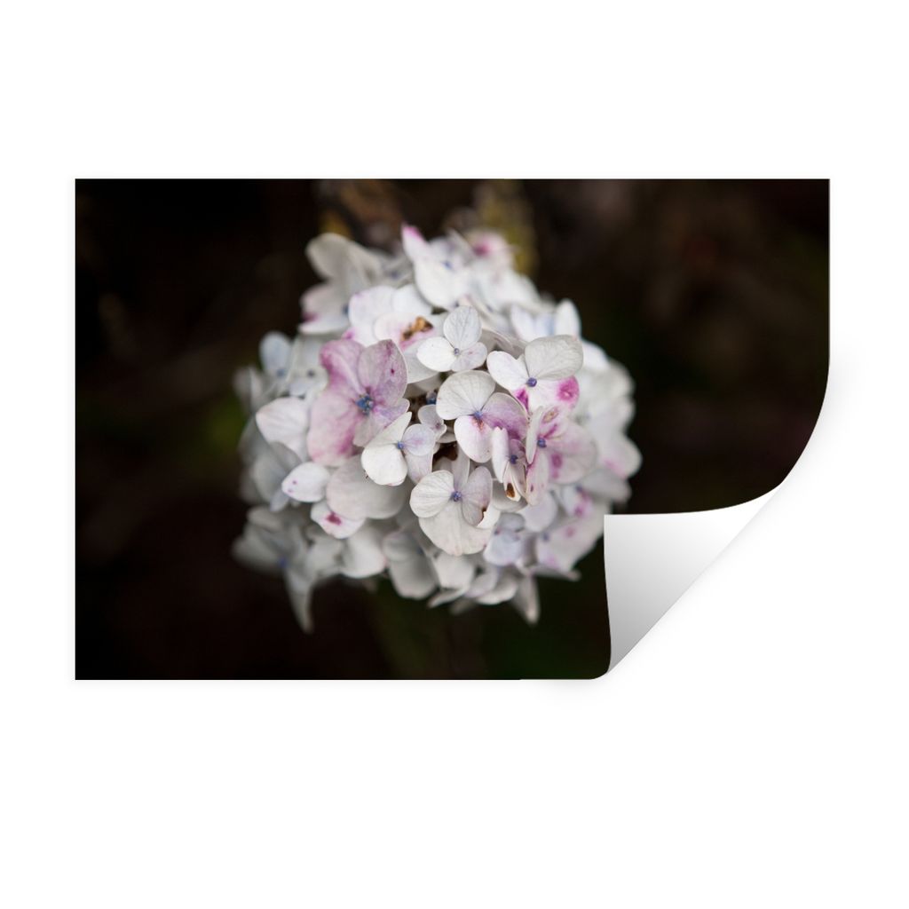 MuchoWow Wandtattoo Wandsticker Wandaufkleber Weiße Hortensie vor schwarzem Hintergrund 60x40 cm Selbstklebend und Repositionierbar - Wierderver...