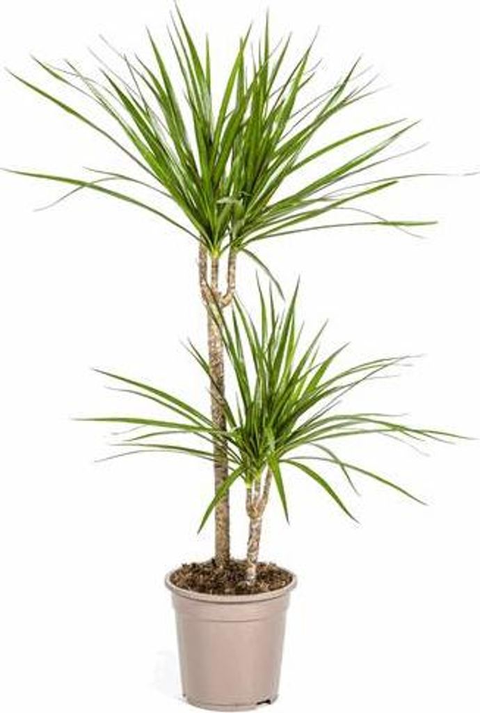 Dracaena Marginata Green Drachenbaum Ø19cm 70-90cm Schlanke Zimmerpflanze Deko