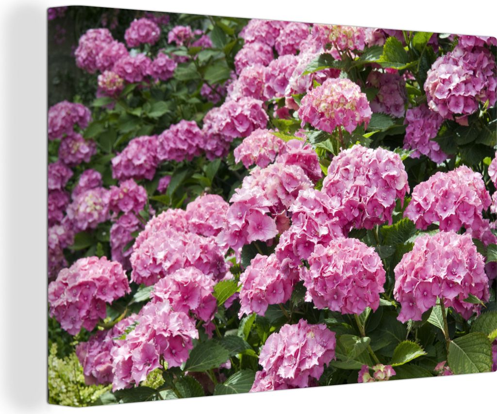 OneMillionCanvasses - Leinwandbilder - 140x90 cm, rosa Hortensien im Sommer, Wandbilder Kunstdruck Wanddekoration