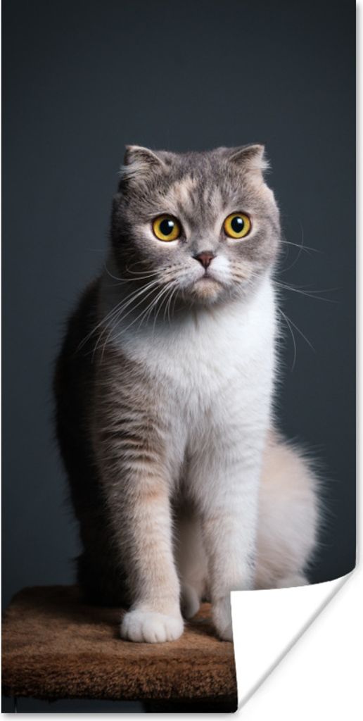 MuchoWow Poster Katze - Haustiere - Licht 20x40 cm - Plakat - Foto