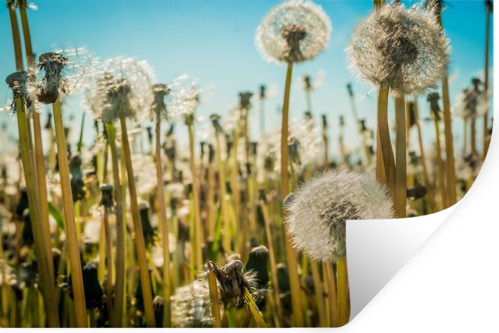 MuchoWow Wandtattoo Wandsticker Wandaufkleber Blumen - Löwenzahn - Gras 60x40 cm Selbstklebend und Repositionierbar - Wierderverwendbar - Selbst...