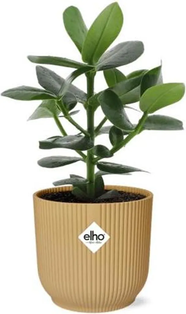 Plante de Bureau Facile Clusia Princess avec Pot Jaune pour Décorer