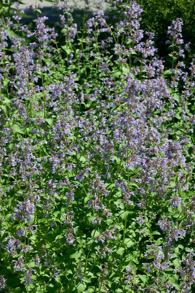 Großblütige Katzenminze Pool Bank, im Topf - Nepeta Produktbild 