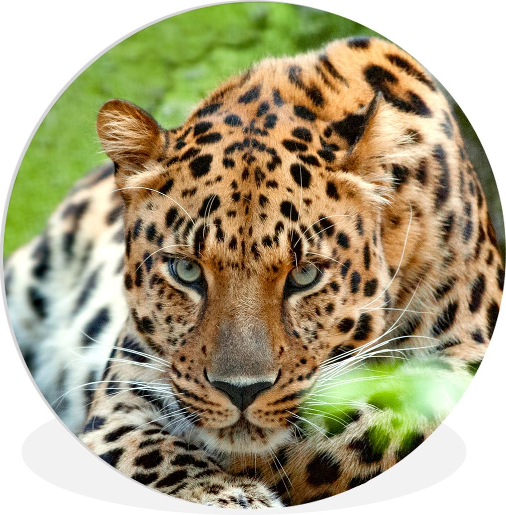 MuchoWow - Wand Kreis - Das Schlafzimmer - Die Bilder - Wandmalerei - Kunst für das Haus - das Plastik