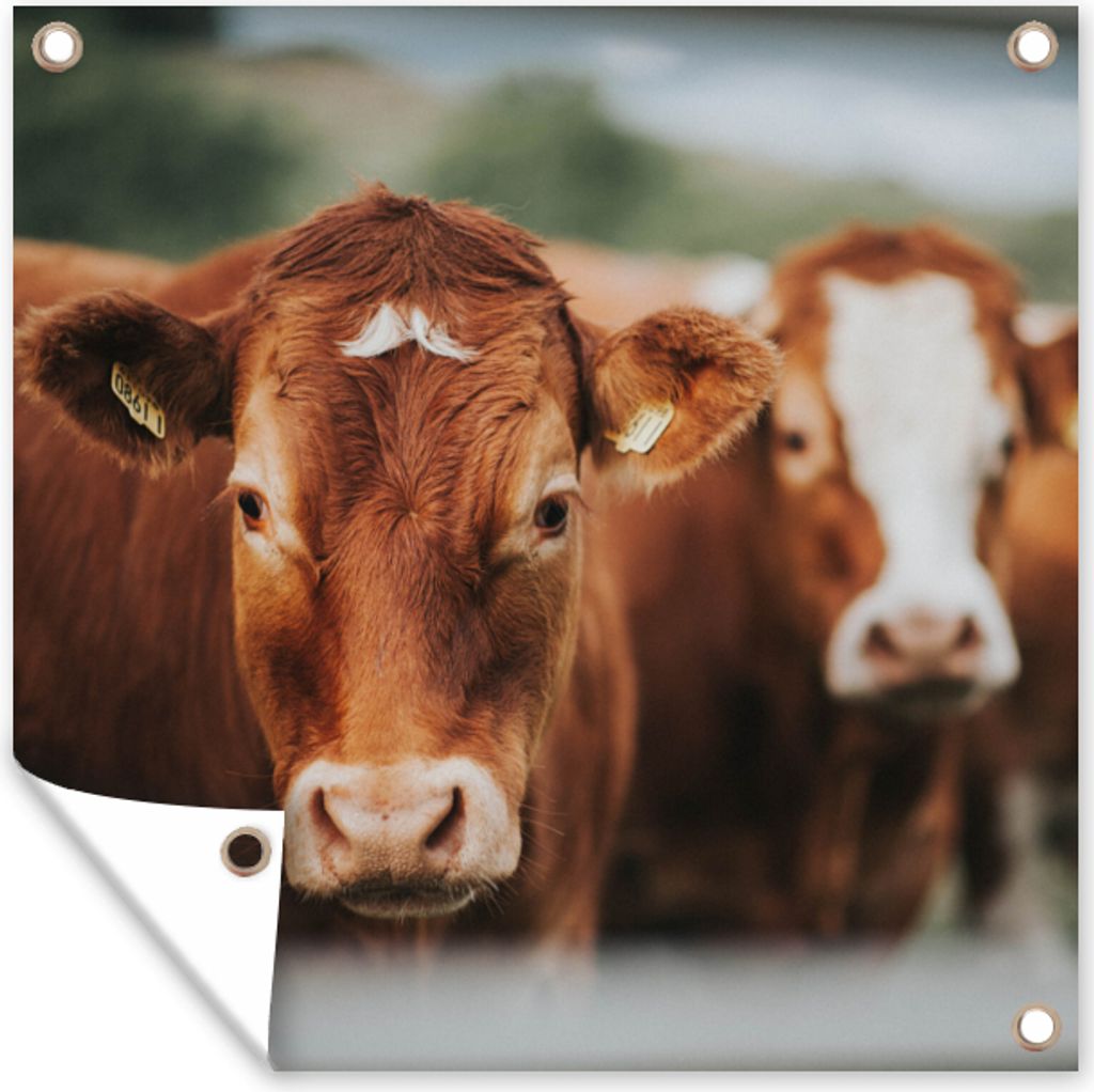 MuchoWow 50x50 cm Outdoor-Poster Gartendeko Sichtschutz Garten Poster für den Garten Kühe - Gras - Zaun