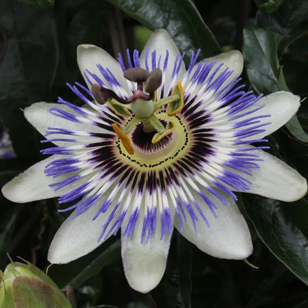Passiflore bleue résistante au froid Passiflora caerulea pot 15 cm - 3