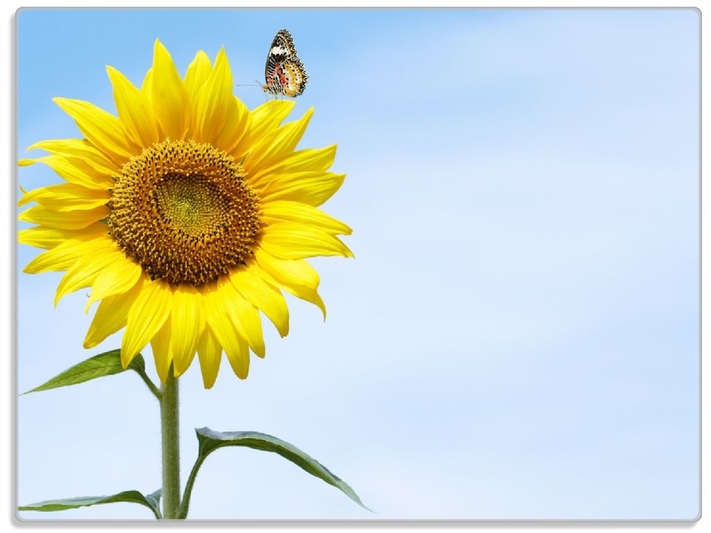 Wallario Glasunterlage, Schneidebrett aus Glas, Größe 30 x 40 cm, Motiv Sonnenblume mit Schmetterling