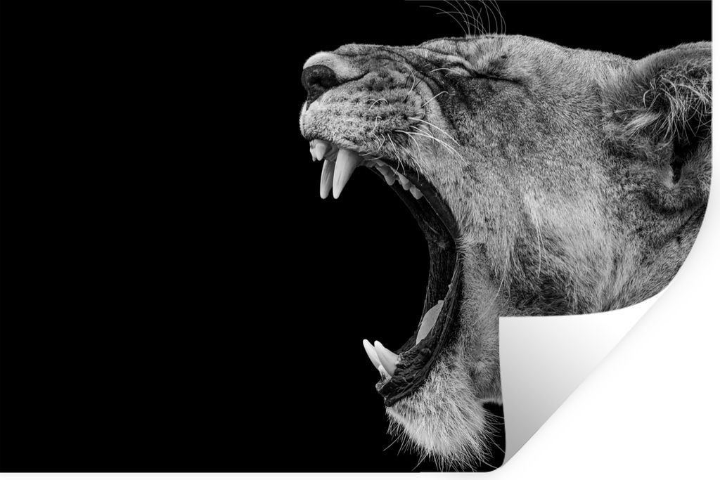 MuchoWow Wandtattoo Wandsticker Wandaufkleber Tiere - Löwe - Schwarz - Weiß - Porträt 30x20 cm Selbstklebend und Repositionierbar - Wierderver...