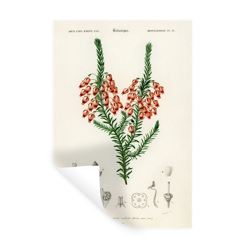 MuchoWow Wandtattoo Wandsticker Wandaufkleber Pflanze - Blume - Botanik 20x30 cm Selbstklebend und Repositionierbar - Sticker - Dekorfolie
