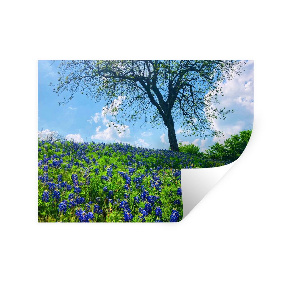 MuchoWow Wandtattoo Wandsticker Wandaufkleber Feld mit Texas Bluebonnet-Blüten im Frühling 120x90 cm Selbstklebend und Repositionierbar - Aufkl...