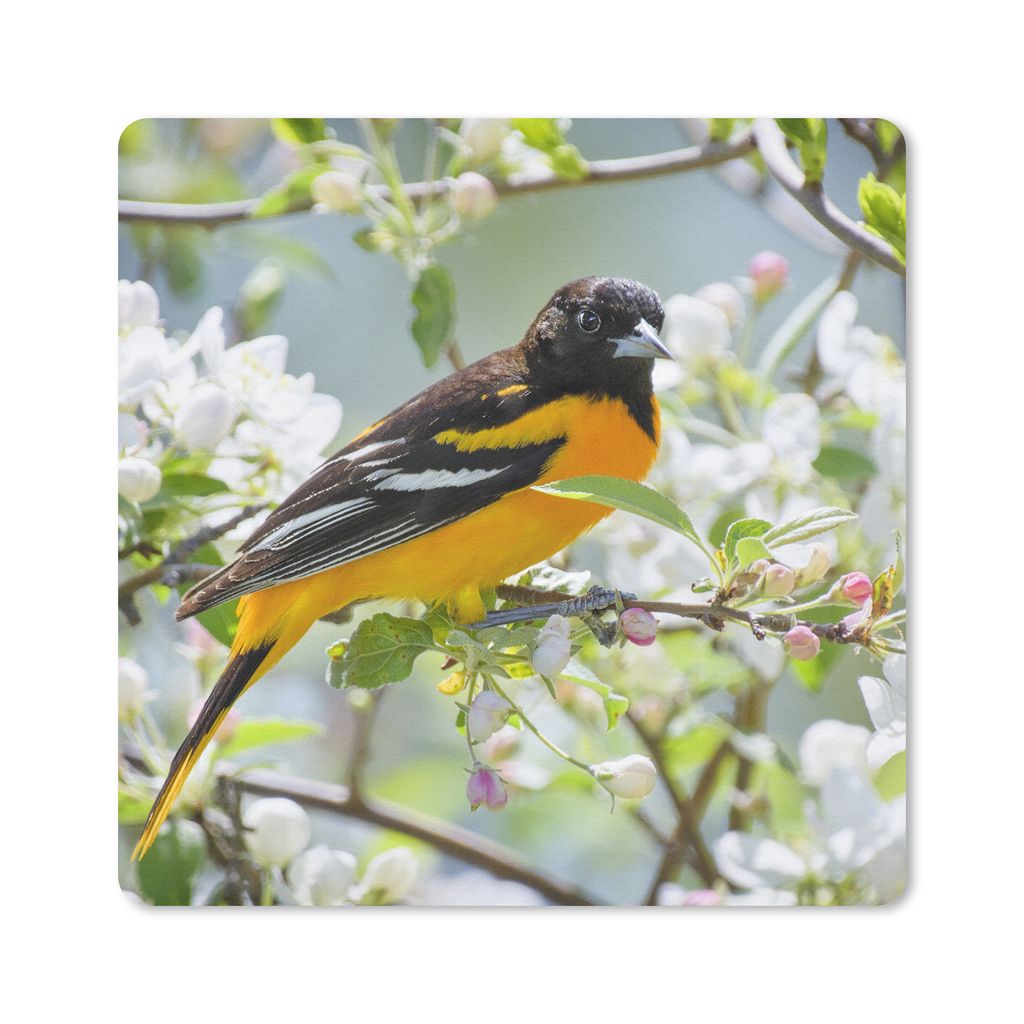 MuchoWow Mauspad Mousepad Vogel - Blumen - Farben 20x20 cm - Mousepads - Maus Mat - Pad - Mausunterlage - Desk Mat - Bureauartikeln