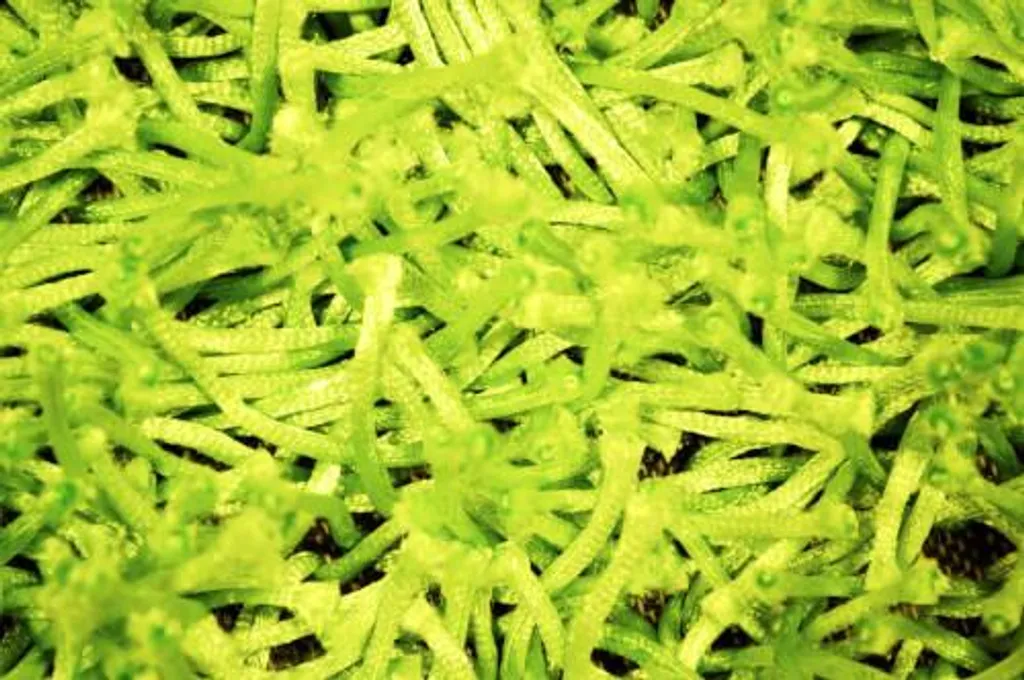 Tapis isolant phonique vert shaggy Spaghetti 05 grande taille