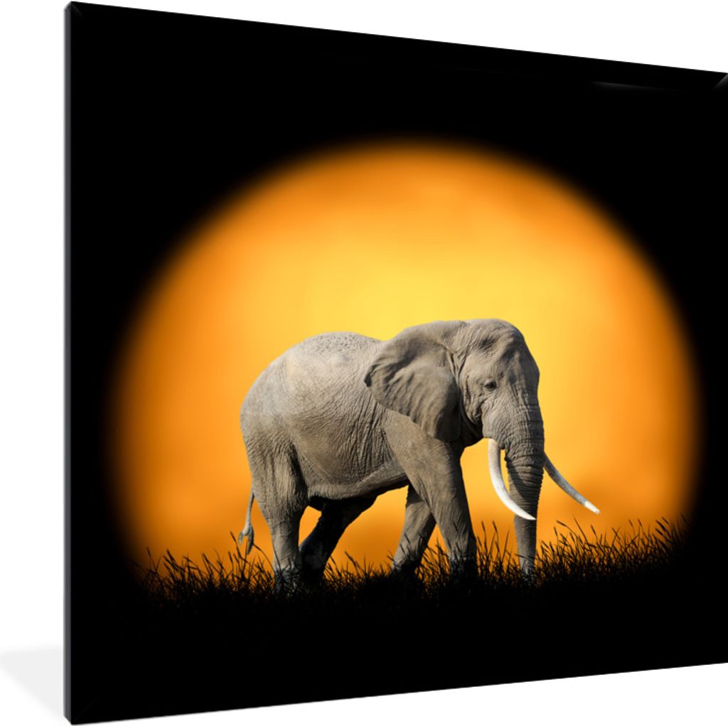 MuchoWow MuchoWow Gerahmtes Poster Elefant - Sonne - Zähne 40x40 cm - Poster mit zchwarzem Bilderrahmen - Mit Rahmen - Wanddekoration Schlafzi...