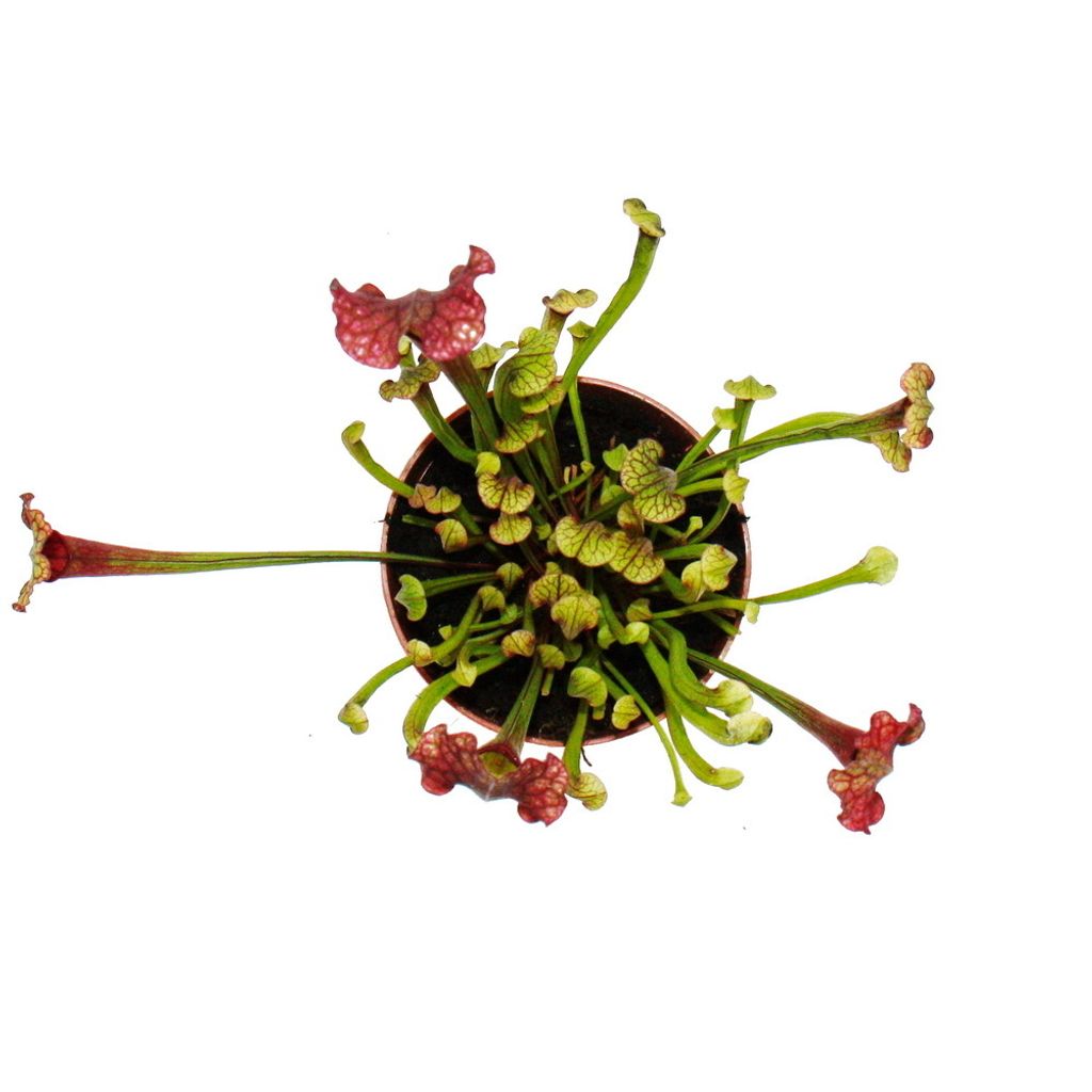 Trubkovit Rostlina Sarracenia Judith Kaufland cz trubkovit-rostlina-sarracenia-judith-kaufland-cz