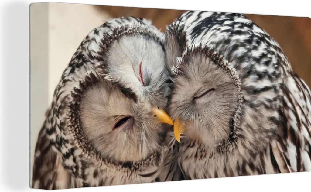 MuchoWow - Leinwandbilder - Eulen - Vögel - Schnabel - Familie, Wandbild, Wanddeko Bilder Wohnzimmer, 40x20 cm