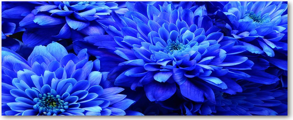 Tulup Küchenrückwand Spritzschutz aus Glas -125x50 -Spritzschutz auf gehärtetes Glas Deko Blumen & Pflanzen Blaue Aster