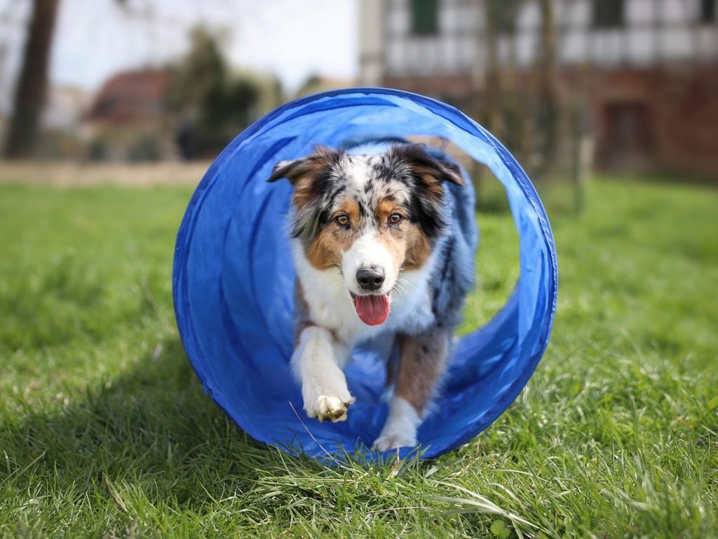 Agility Set für kleine und mittelgroße Hunde, Hundesport Produktbild 8