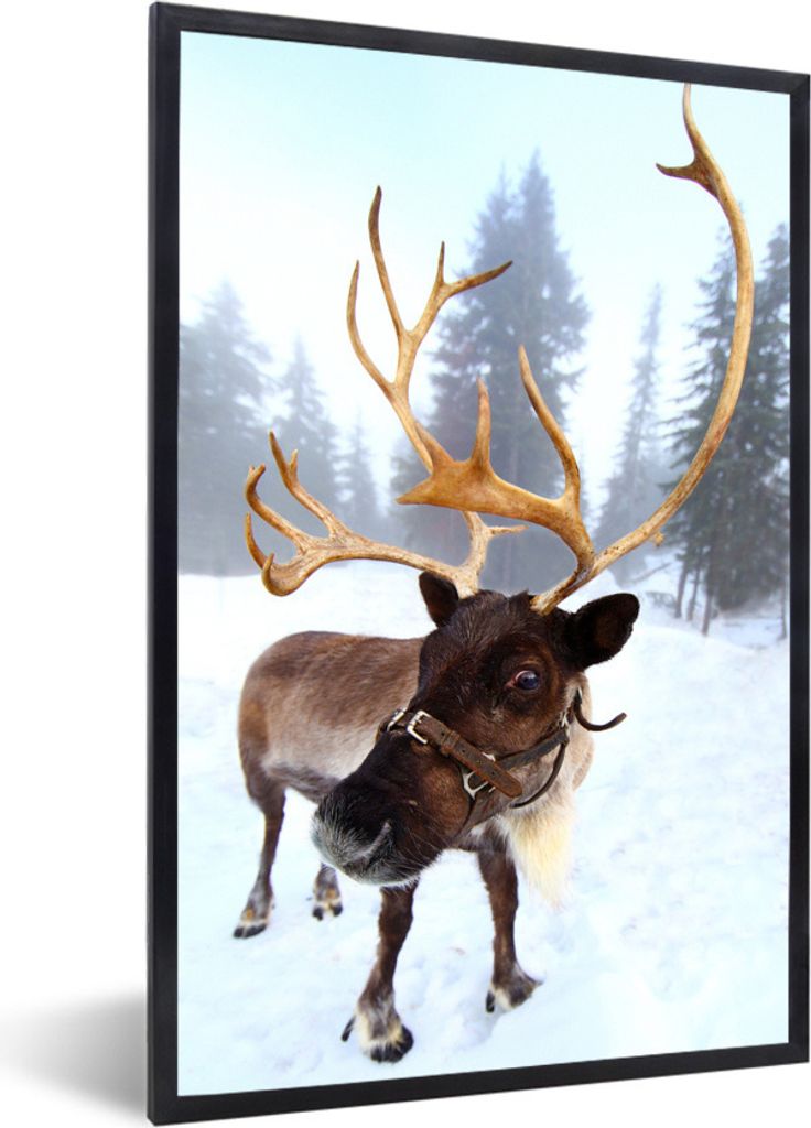 MuchoWow Gerahmtes Poster Ein Rentier im Schnee 60x90 cm - Poster mit Schwarzem Bilderrahmen Wandposter Rahmen Foto Bilder - Kunst