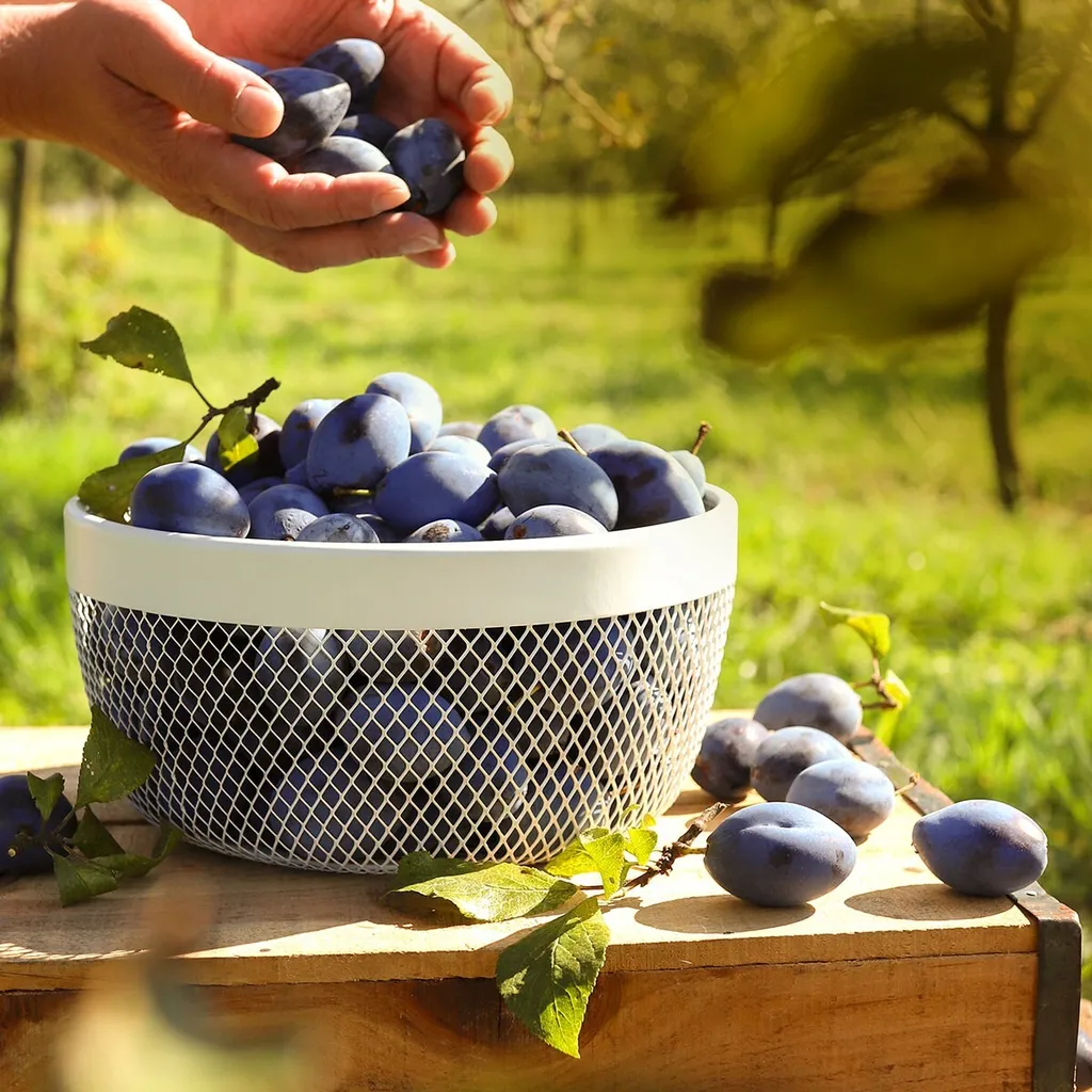 Corbeille à Fruits ONLINE Tescoma Structure Aérée en Acier Durable - 4