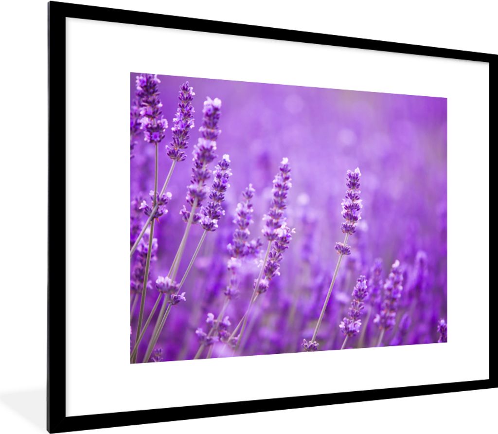 MuchoWow Gerahmtes Poster Lavendel - Nahaufnahme - Blumen - Lila 80x60 cm - Poster mit Schwarzem Bilderrahmen Wandposter Rahmen Foto Bilder - Sch...