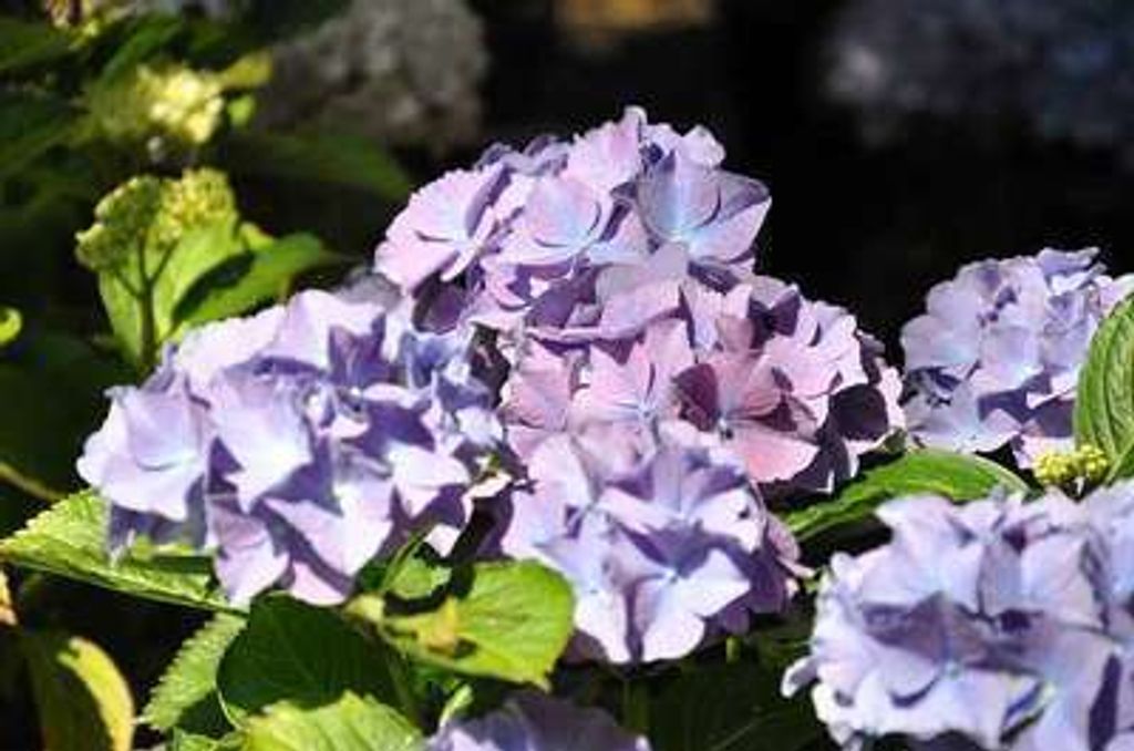 Hydrangea macr. 'Blauer Zwerg' ( 'lavbla/clara') - Hortensien 25- 30 cm Container