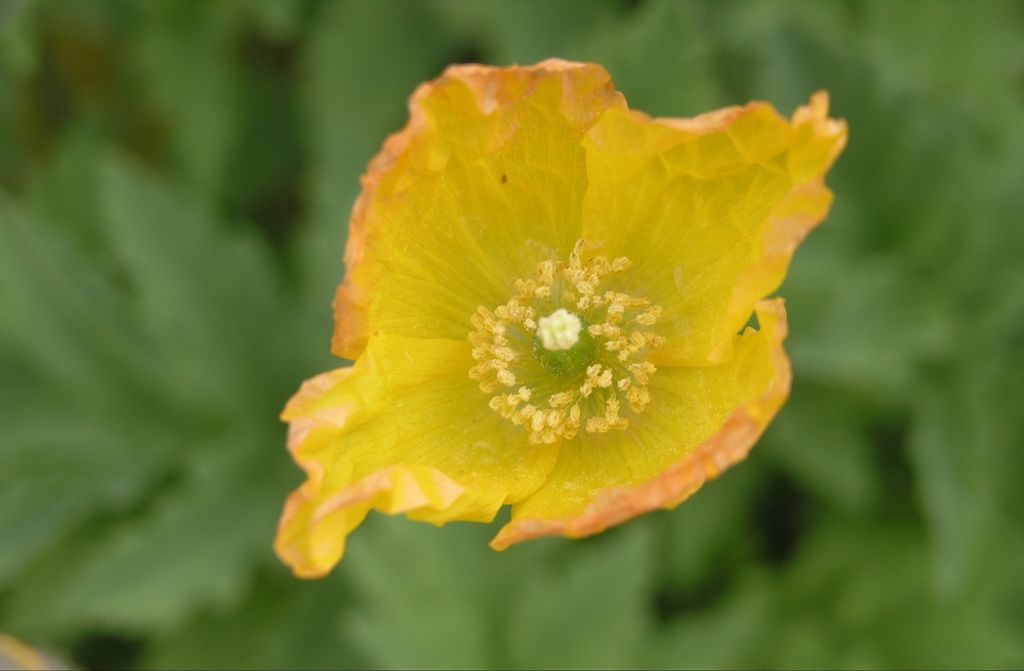 hansepuzzle 63089 - Blume Puzzle, 500 Teile, Natur, 46,0 x 30,0cm mit hochwertiger Aufbewahrung, Kartonbox und wiederverschließbarem Beutel