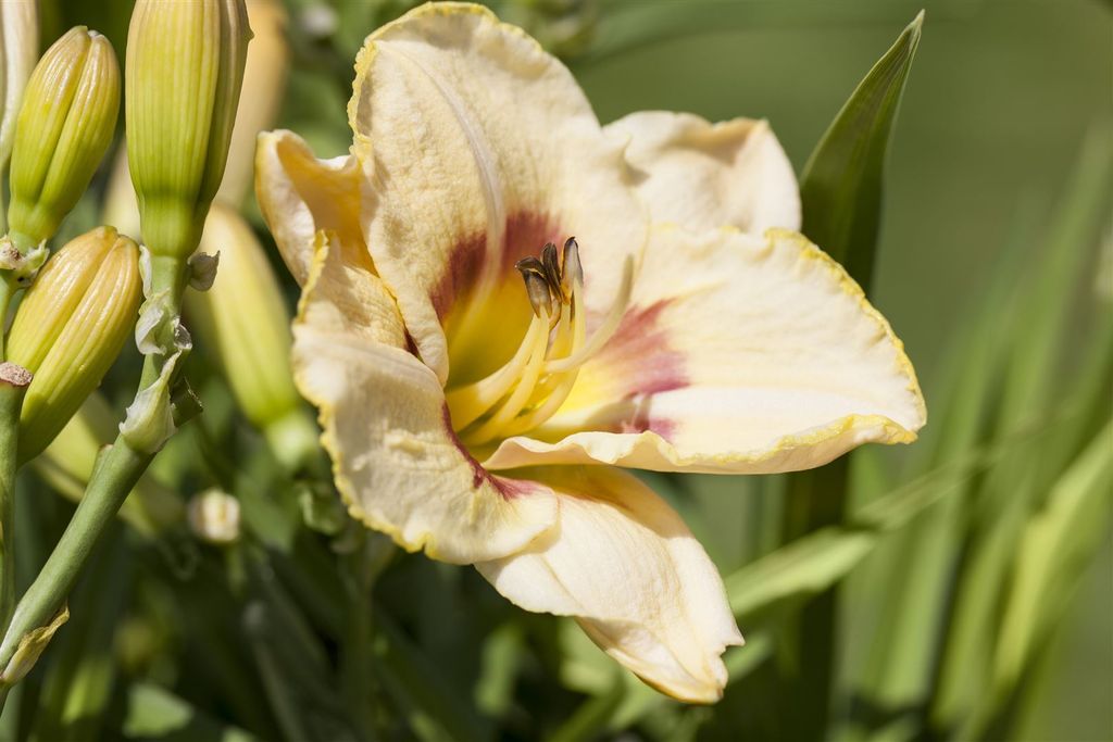 Hemerocallis x cult. 'Custard Candy', Taglilie, cremegelb, ca. 11x11 cm Topf