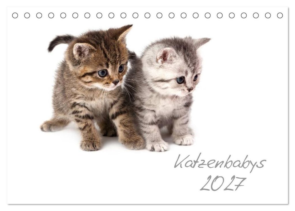 Katzenbabys (Tischkalender 2027 DIN A5 quer), CALVENDO Monatskalender