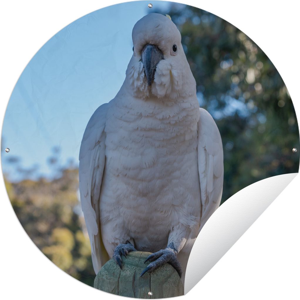 MuchoWow Gartenposter Outdoor-Poster Rund Ein weißer Kakadu schaut direkt in die Kamera Ø 120 cm Gartendeko Rundes Poster draußen