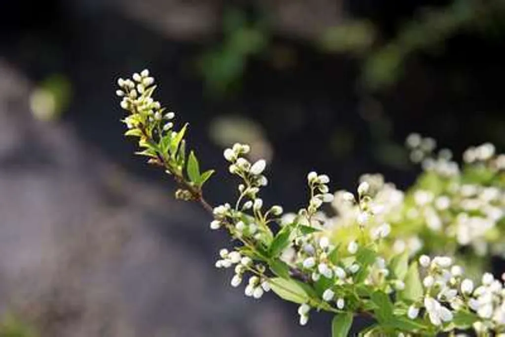 Deutzia gracilis Arbuste à Floraison Blanche Massive en Mai 30-40cm