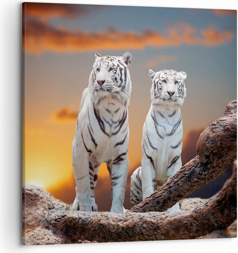 Bild auf Leinwand - Leinwandbild - Tiger weiß Rock Sonnenuntergang - 50x50cm - Wand Bild - Wanddeko - Leinwanddruck - Bilder - Kunstdruck - Wandde...
