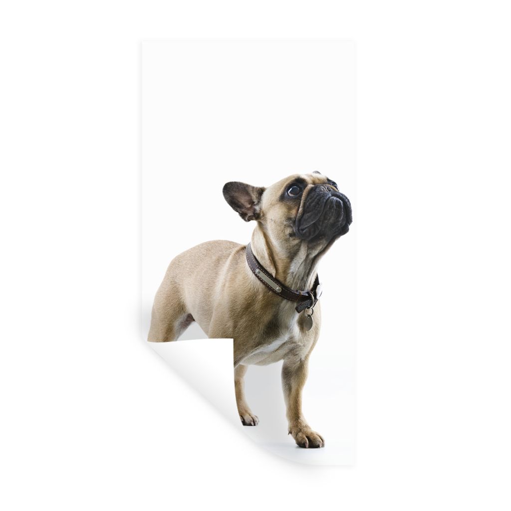 MuchoWow Wandtattoo Wandsticker Wandaufkleber Französische Bulldogge - Halsband - Braun 60x120 cm Selbstklebend und Repositionierbar - Selbstkle...