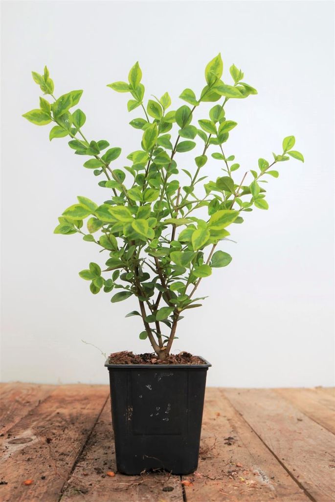 Ligustrum ovalifolium 'Aureum', Goldliguster, ca. 9x9 cm Produktbild 
