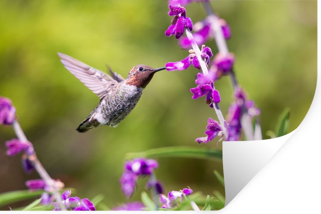MuchoWow Wandtattoo Wandsticker Wandaufkleber Kolibri - Vogel - Natur 60x40 cm Selbstklebend und Repositionierbar - Wierderverwendbar - Selbstkle...